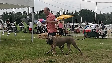 Des Greges Du Bocage - RCACS Chateaubriant 09/07/2017