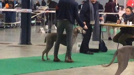 Des Greges Du Bocage - meilleur de race puppy, très prometteur. Juge: C.Witzmann