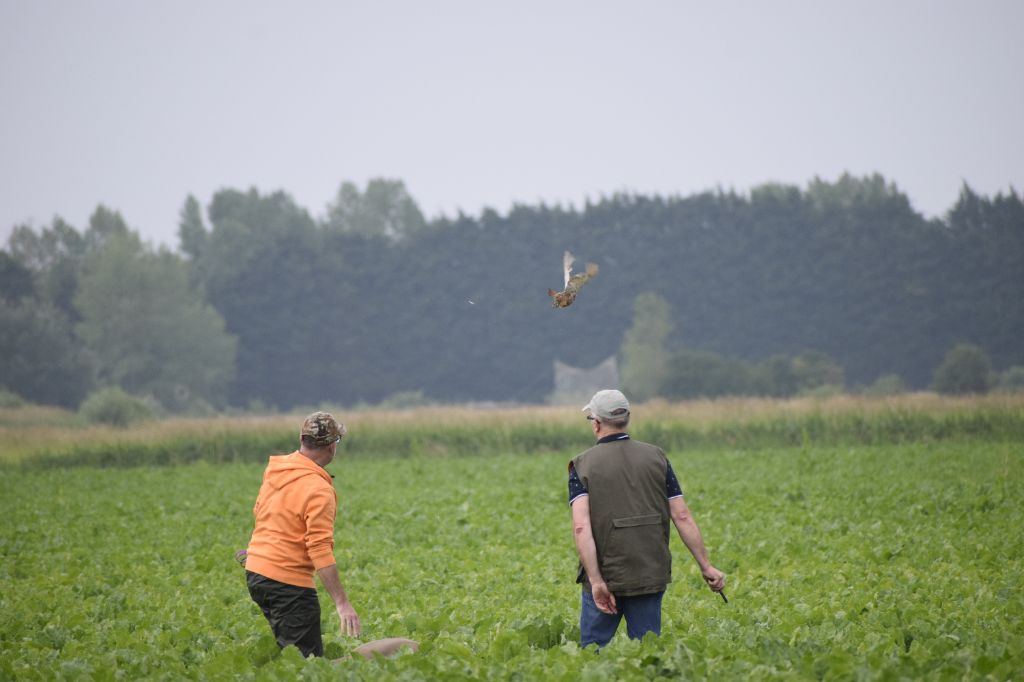 Rakaïe des Grèges du bocage obtient le TAN et excellent  NE